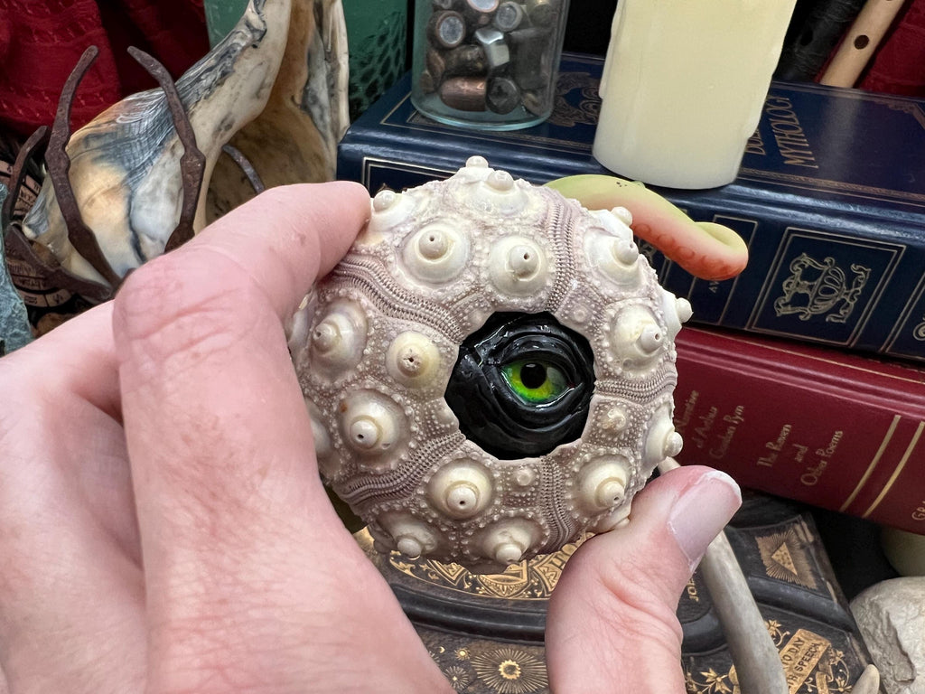 A hand holding a decorative skull-shaped object made from a sea urchin shell, featuring a prominent green and black eye detail in the center, set against a background of books and shells.