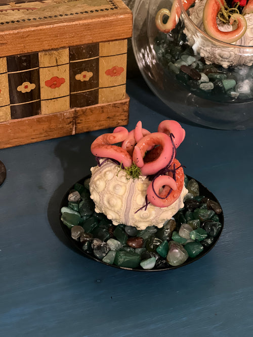Star Spawn on display for adoption