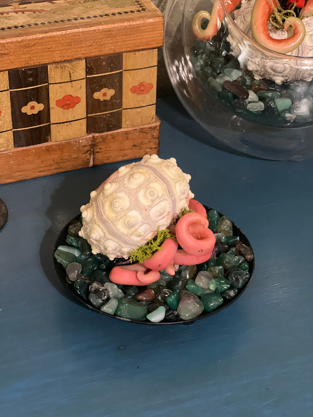 Star Spawn on display for adoption